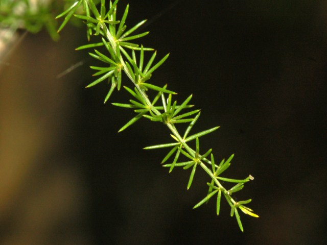 Una piantina con foglioline pungenti - Asparagus acutifolius
